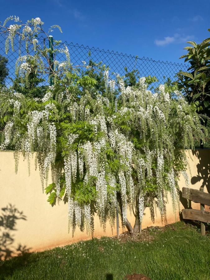 לינה וארוחת בוקר Salir de Matos Quinta Da Sobreira מראה חיצוני תמונה